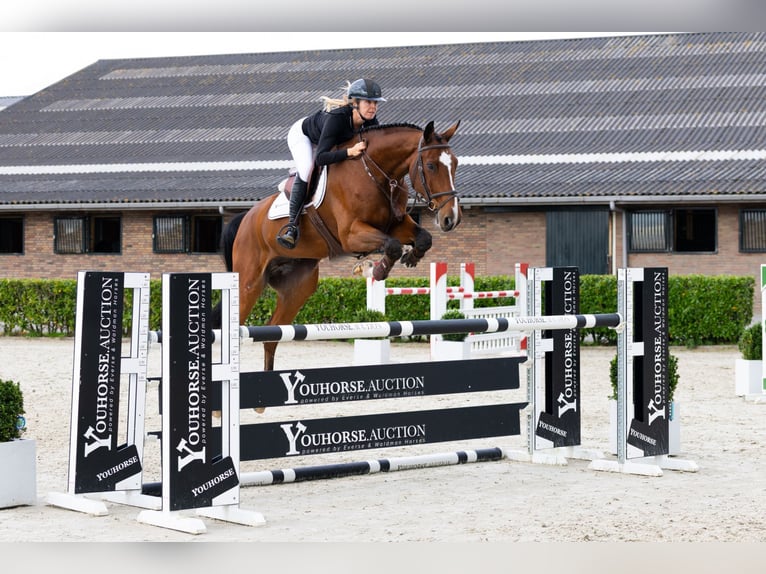 KWPN Hongre 7 Ans 175 cm Bai in Waddinxveen