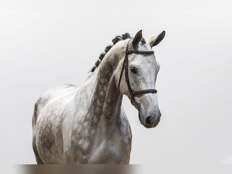 KWPN Hongre 7 Ans 175 cm  in Waddinxveen