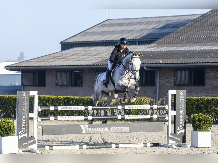 KWPN Hongre 7 Ans 175 cm  in Waddinxveen