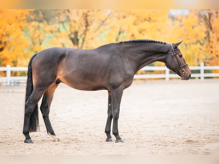 KWPN Hongre 7 Ans 175 cm in Zduchovice