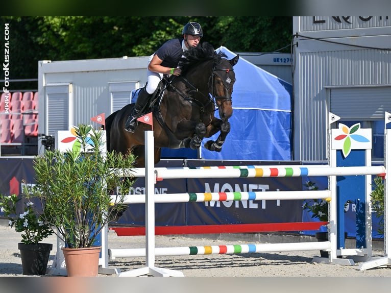 KWPN Hongre 7 Ans 175 cm in Zduchovice