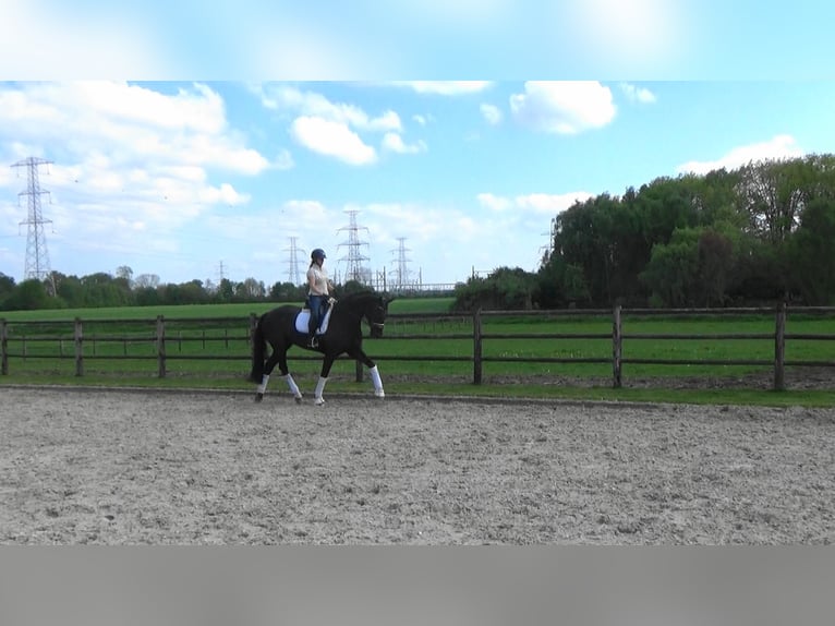 KWPN Hongre 7 Ans 175 cm Noir in Mönchengladbach