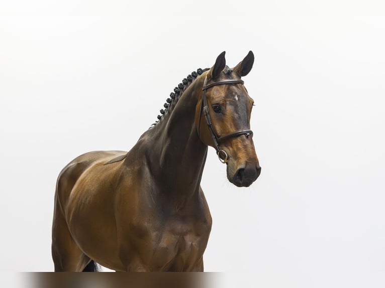 KWPN Hongre 7 Ans 176 cm Bai in Waddinxveen