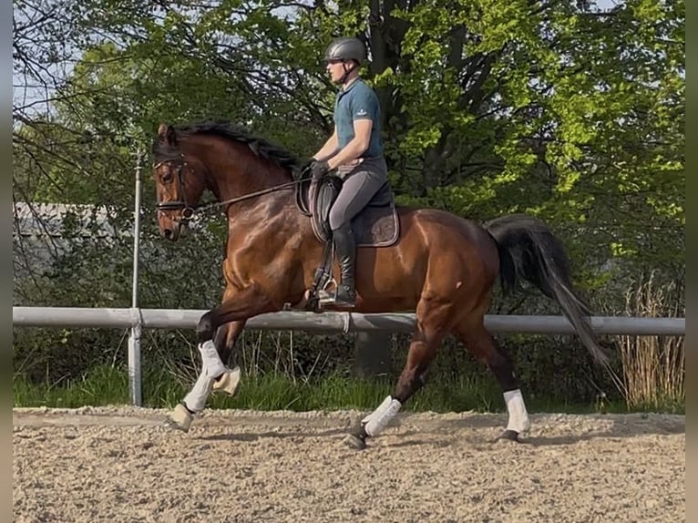 KWPN Hongre 7 Ans 178 cm Bai in Göda