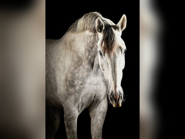 KWPN Hongre 7 Ans 178 cm Gris in Zutendaal