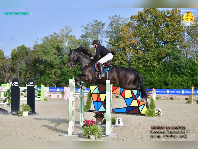 KWPN Hongre 7 Ans 180 cm Bai brun in Mengeš