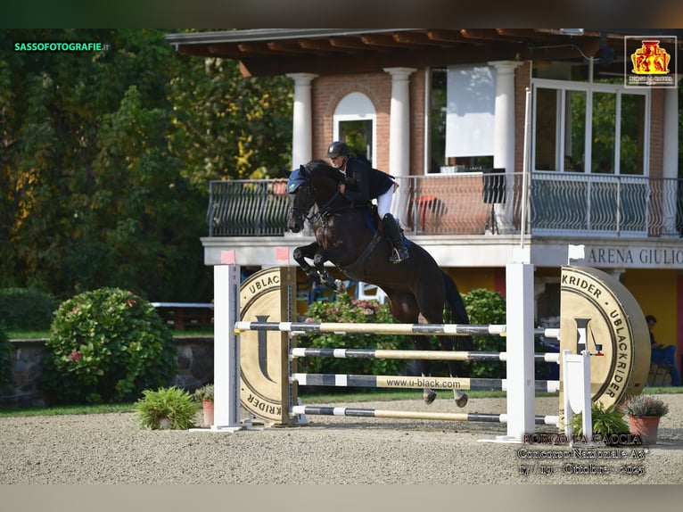 KWPN Hongre 7 Ans 180 cm Bai brun in Mengeš