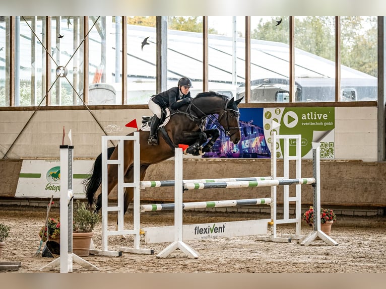 KWPN Hongre 7 Ans 185 cm Bai in Wipperfürth