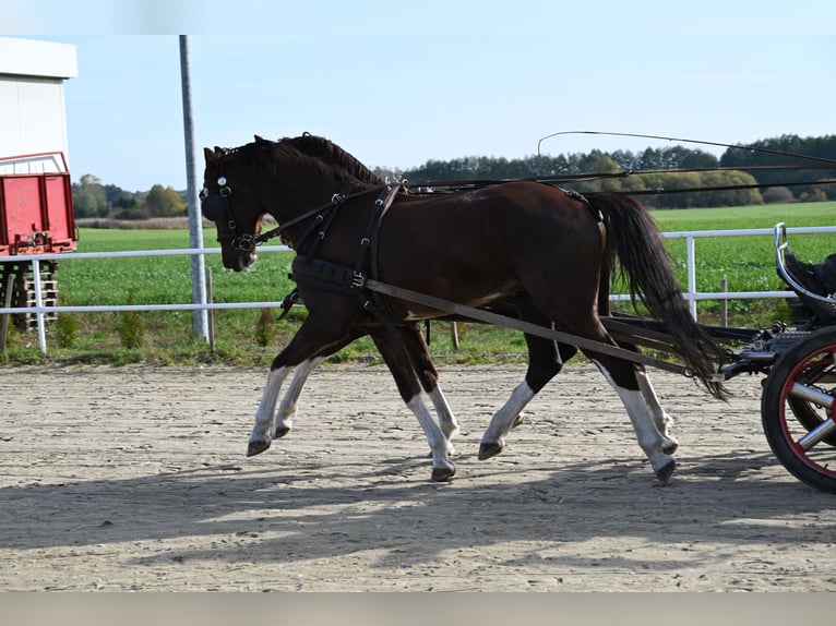 KWPN Hongre 7 Ans Alezan in Jeżów
