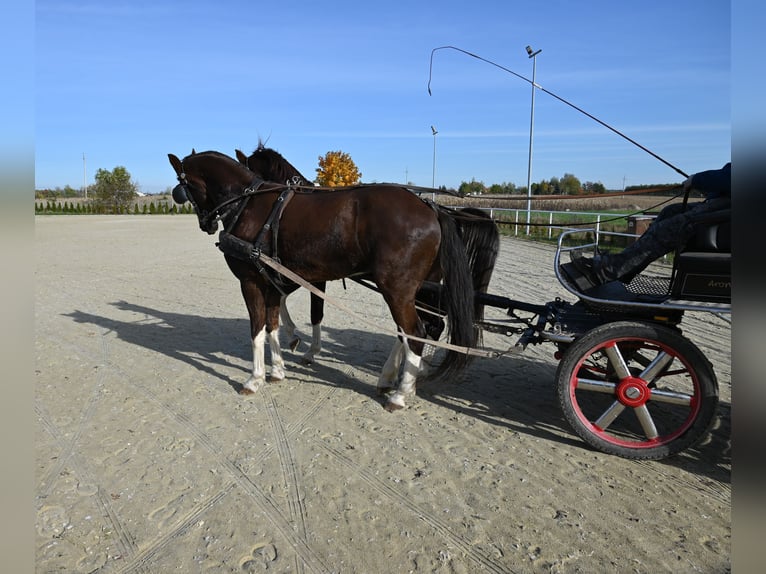 KWPN Hongre 7 Ans Alezan in Jeżów