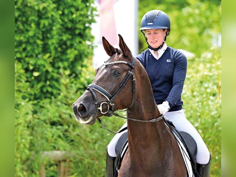 KWPN Hongre 7 Ans Bai brun in Vechta