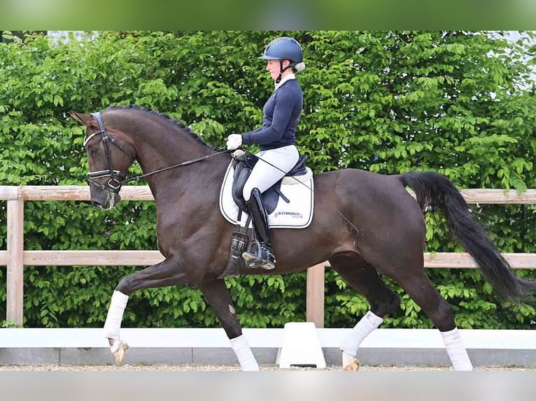 KWPN Hongre 7 Ans Bai brun in Vechta