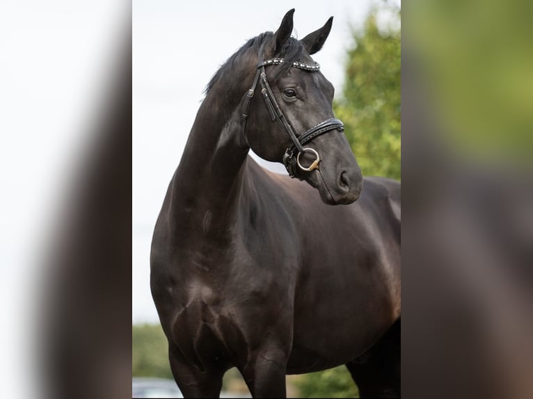 KWPN Hongre 7 Ans Noir in Ysselsteyn