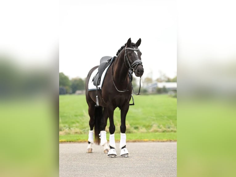 KWPN Hongre 8 Ans 148 cm Noir in Venhuizen