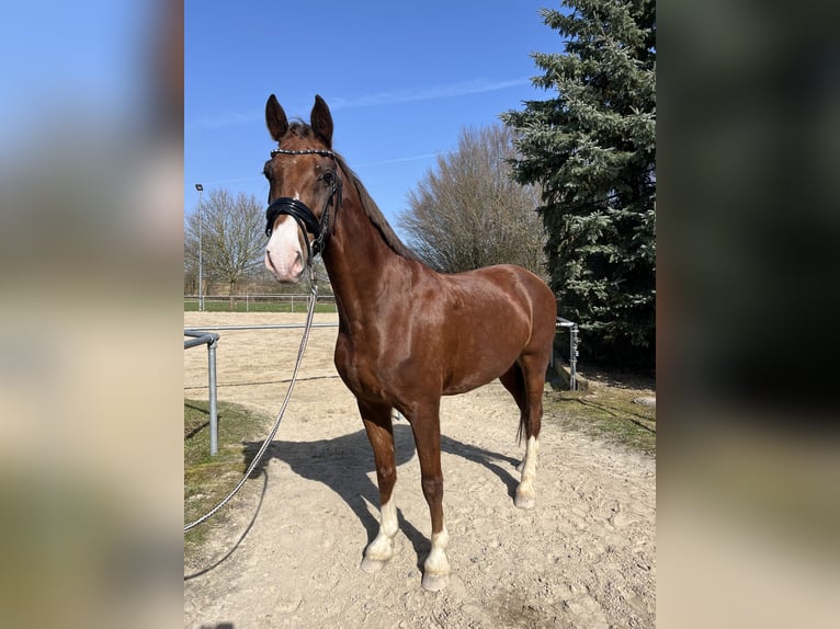 KWPN Hongre 8 Ans 162 cm Alezan in Ronneburg