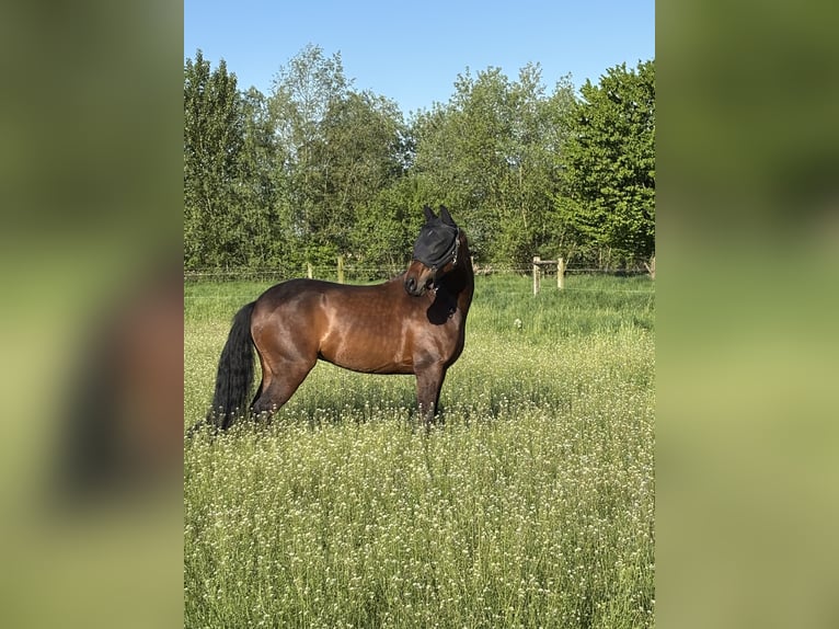 KWPN Croisé Hongre 8 Ans 163 cm Bai in Mönchengladbach