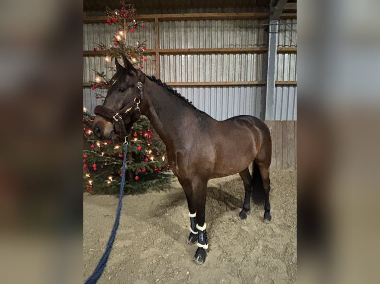 KWPN Croisé Hongre 8 Ans 163 cm Bai in Mönchengladbach