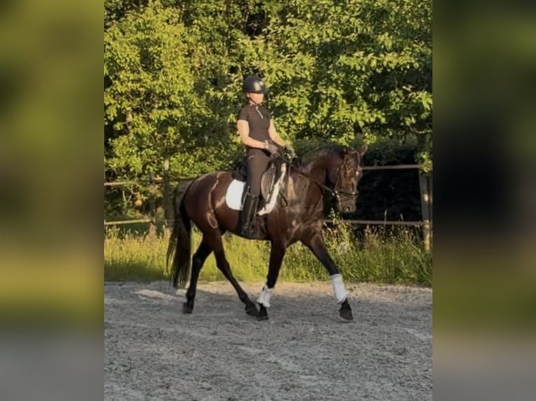 KWPN Hongre 8 Ans 163 cm Noir in Bourtange