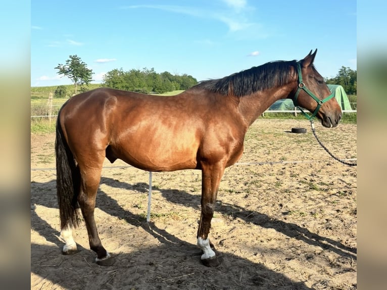 KWPN Croisé Hongre 8 Ans 164 cm Bai cerise in B&#xE1;rsonyos