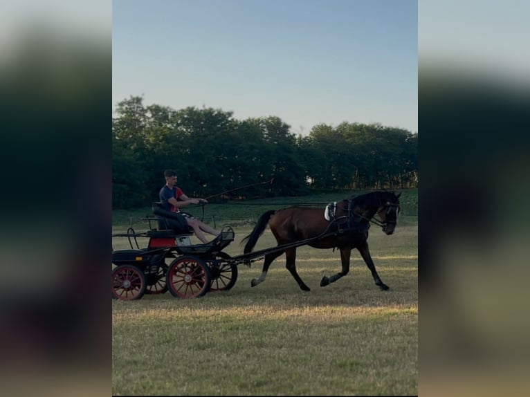 KWPN Croisé Hongre 8 Ans 164 cm Bai cerise in B&#xE1;rsonyos