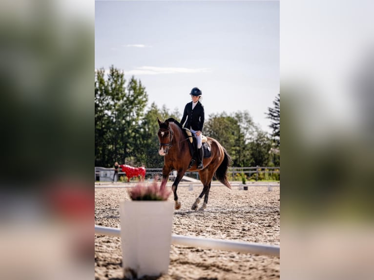 KWPN Croisé Hongre 8 Ans 165 cm Bai cerise in Łódź