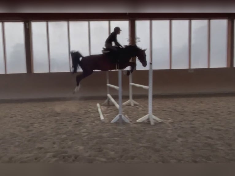 KWPN Hongre 8 Ans 165 cm Bai in Rödermark