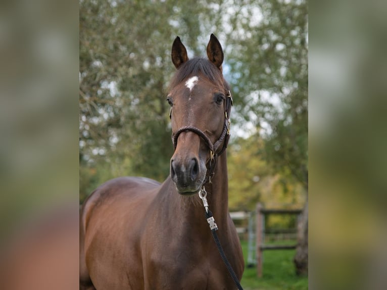 KWPN Hongre 8 Ans 166 cm Bai in Gerstetten