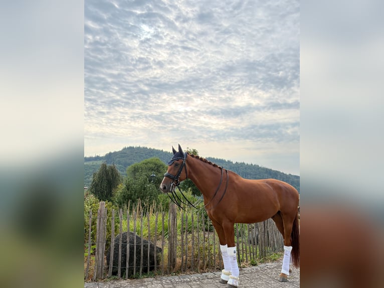 KWPN Hongre 8 Ans 167 cm Alezan in Haiger