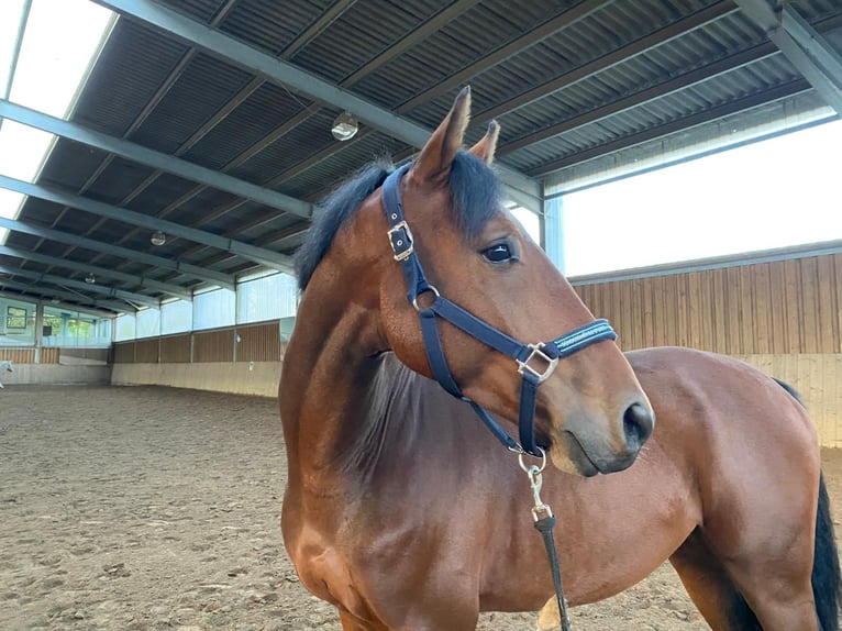 KWPN Hongre 8 Ans 167 cm Bai brun in Bad Marienberg