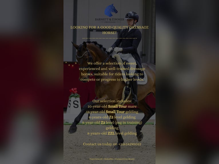 KWPN Hongre 8 Ans 167 cm Noir in Weert