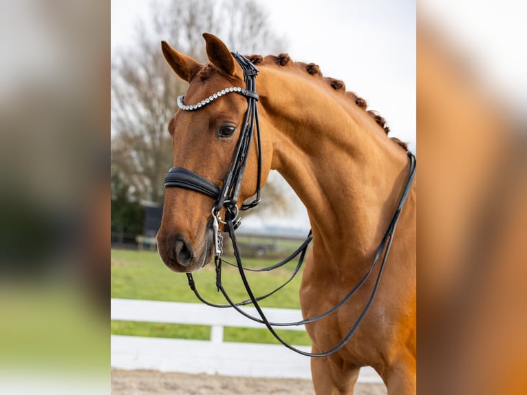 KWPN Hongre 8 Ans 168 cm Alezan in Strijen