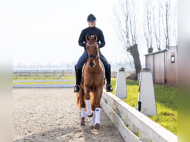 KWPN Hongre 8 Ans 168 cm Alezan in Strijen