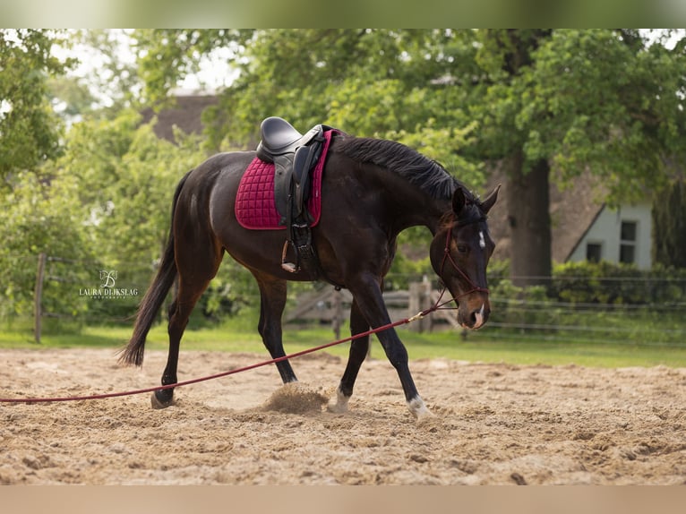 KWPN Hongre 8 Ans 168 cm Bai brun in Wijhe