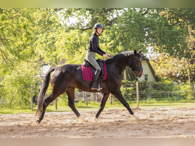KWPN Hongre 8 Ans 168 cm Bai brun in Wijhe