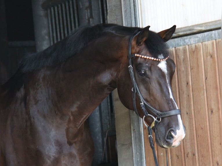 KWPN Hongre 8 Ans 168 cm Bai brun in Winh&#xF6;ring
