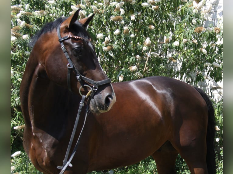 KWPN Hongre 8 Ans 168 cm Bai brun in Winh&#xF6;ring