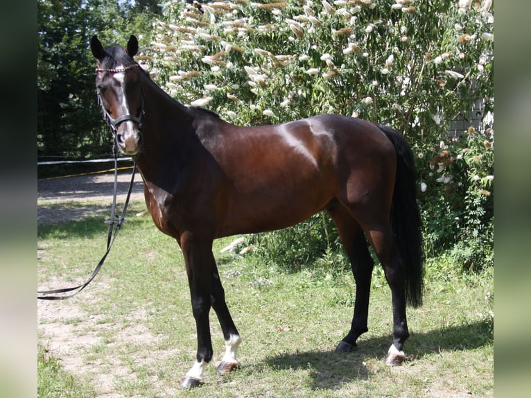 KWPN Hongre 8 Ans 168 cm Bai brun in Winh&#xF6;ring