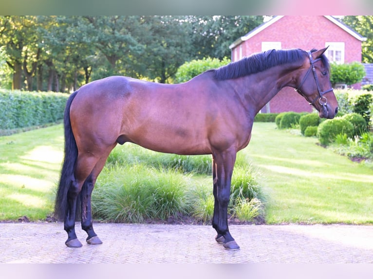 KWPN Hongre 8 Ans 168 cm Bai brun in Einbeck