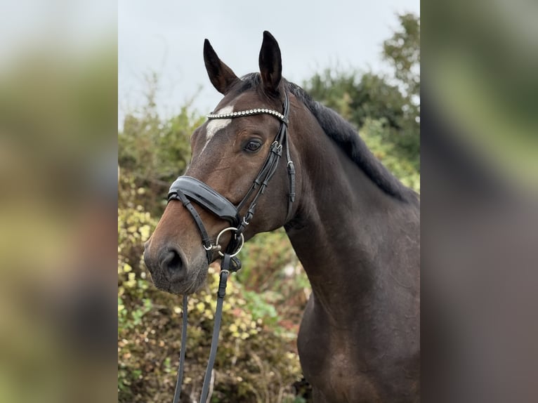 KWPN Hongre 8 Ans 168 cm Bai in Salzburg