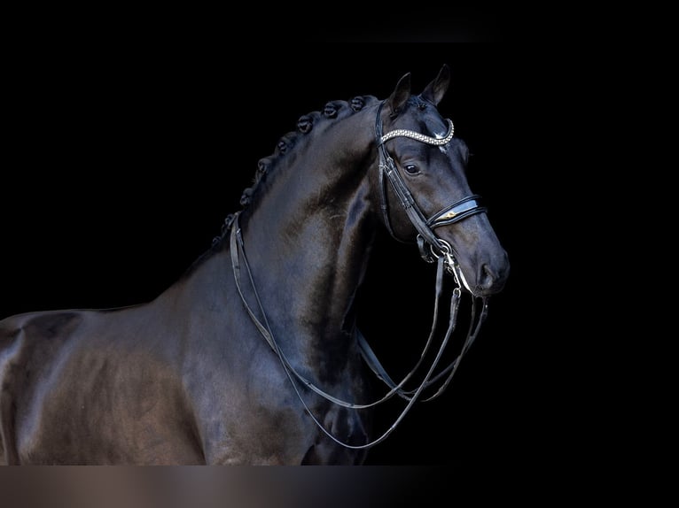 KWPN Hongre 8 Ans 168 cm Noir in Kwadijk