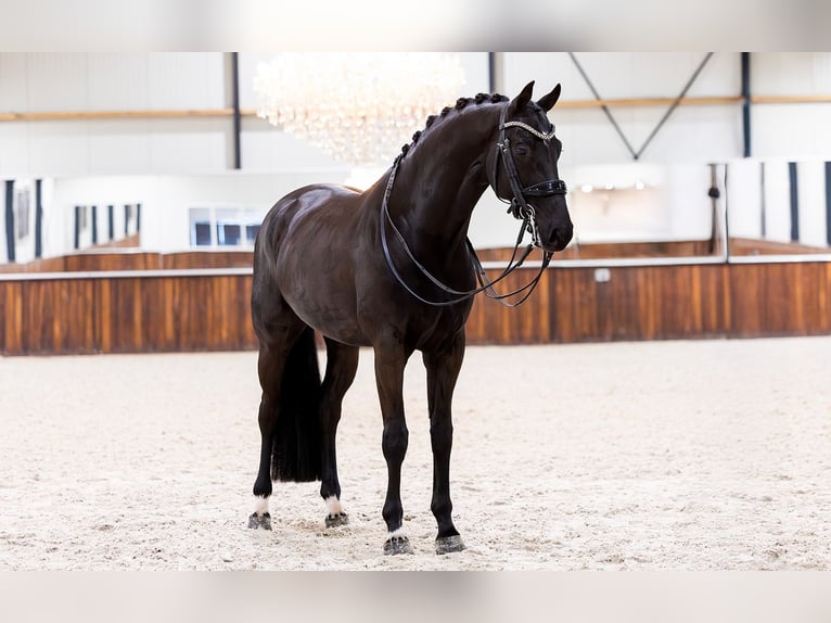 KWPN Hongre 8 Ans 168 cm Noir in Kwadijk