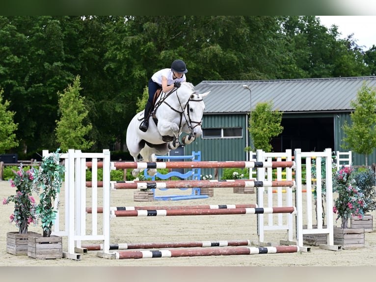 KWPN Hongre 8 Ans 169 cm Gris in Bladel