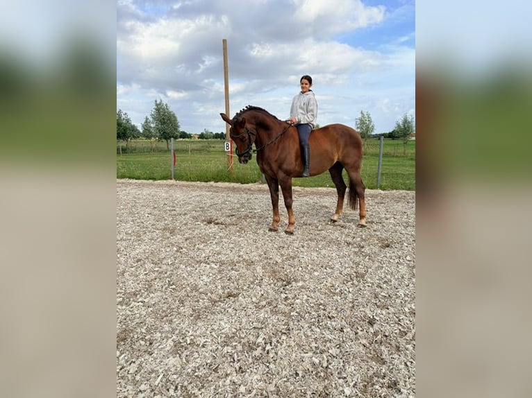 KWPN Hongre 8 Ans 170 cm Alezan in Kaulille