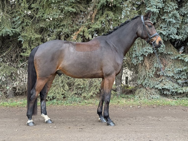 KWPN Hongre 8 Ans 170 cm Bai in Köln