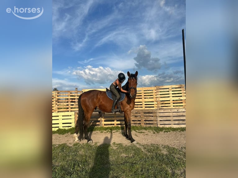 KWPN Hongre 8 Ans 170 cm Bai in Košice