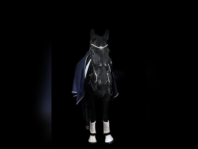 KWPN Hongre 8 Ans 170 cm Noir in Erftstadt