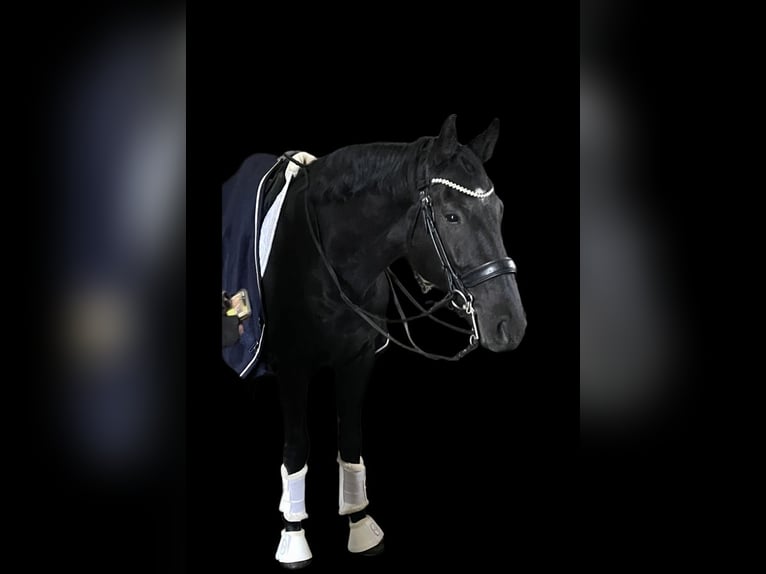 KWPN Hongre 8 Ans 170 cm Noir in Erftstadt