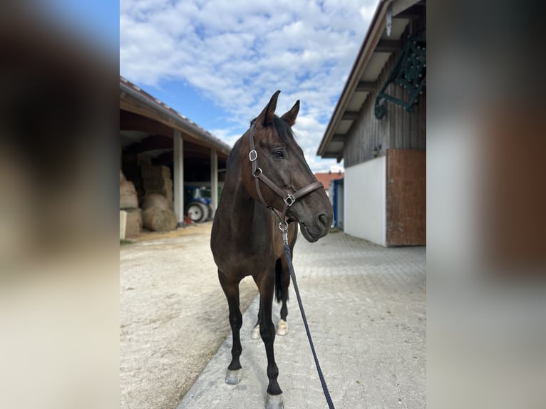 KWPN Hongre 8 Ans 172 cm Bai brun in Bad Endorf