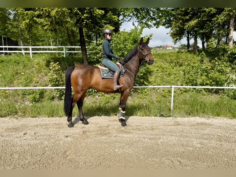 KWPN Hongre 8 Ans 172 cm Bai brun in Pelmberg