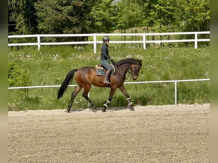 KWPN Hongre 8 Ans 172 cm Bai brun in Pelmberg